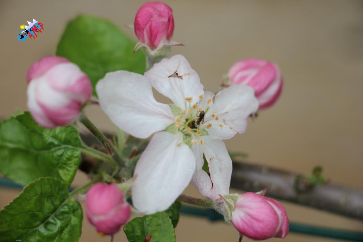 N2015-04_17_IMG_8466-Pommier Ariane_HG